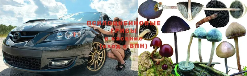 Галлюциногенные грибы Psilocybine cubensis  shop формула  hydra ONION  Светлоград  как найти наркотики 